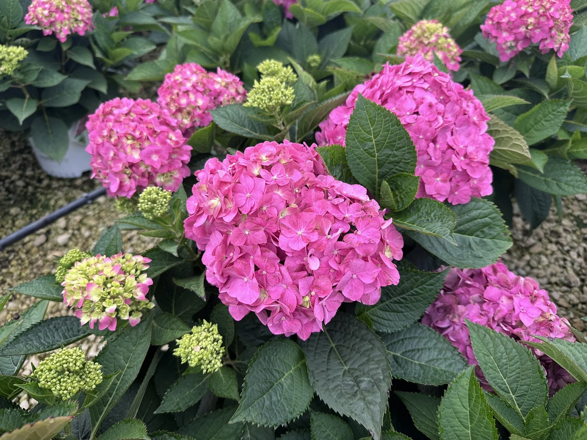 Hydrangea x Let's Dance ¡Arriba!® 'SMNHSC' PP33206 — Mariani Plants